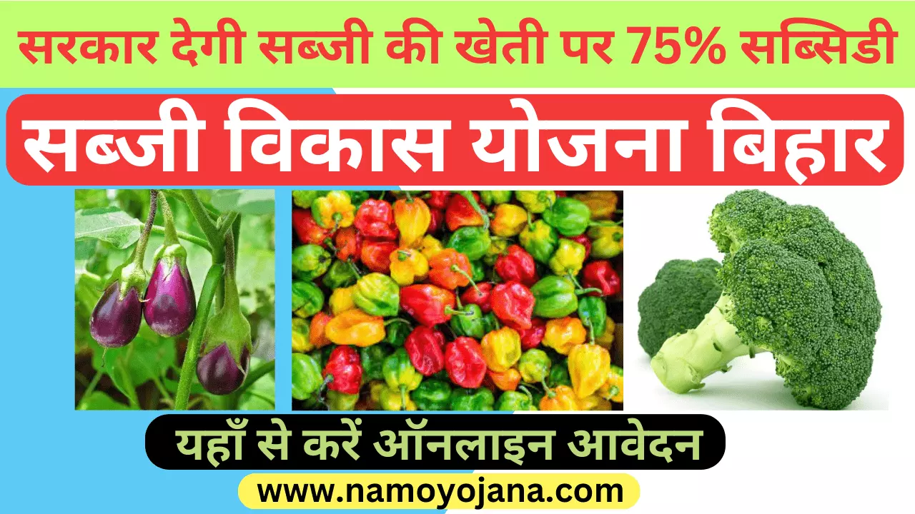 vegitable developement scheme colour capsicum, brocali, brinjal forming